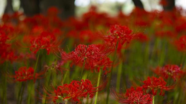 【花の写真】彼岸花 【花の写真】彼岸花 彼岸花,ヒガンバナ,花の写真素材