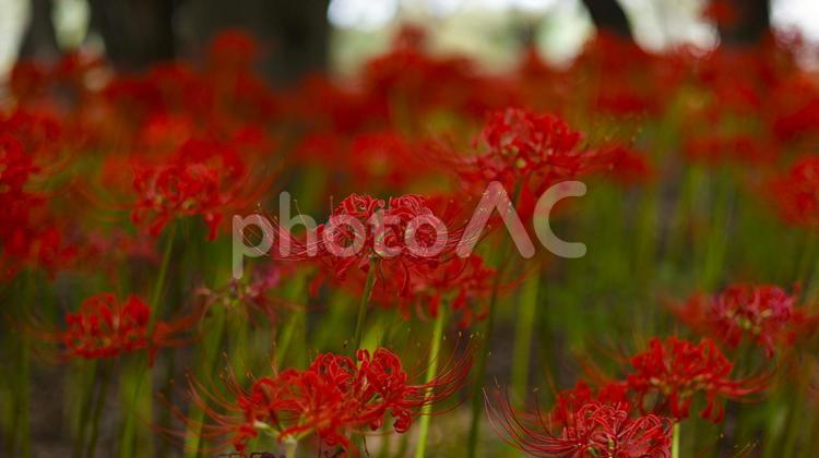 【花の写真】彼岸花 【花の写真】彼岸花 彼岸花,ヒガンバナ,花の写真素材