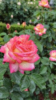 雨上がり、薔薇の花 雨上がり、薔薇の花の写真