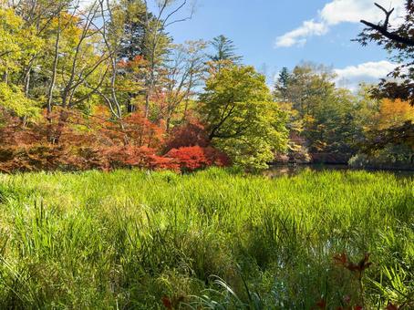 雲場池のほとりに広がる秋景色|軽井沢 雲場池のほとりに広がる秋景色|軽井沢 軽井沢,雲場池,紅葉の写真素材
