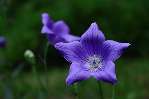 Photo, campanulaceae, flower, bellflower family, 