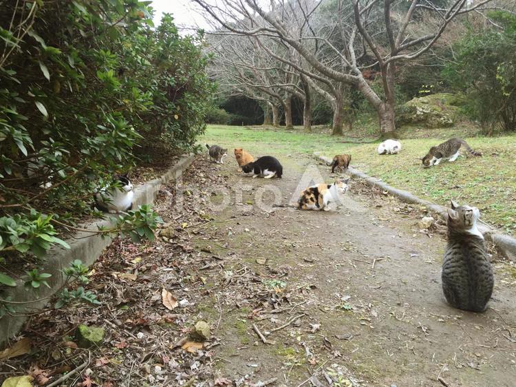 野良猫と公園３ ネコ,公園,猫の写真素材