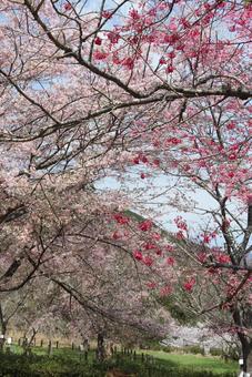 桜 桜の写真