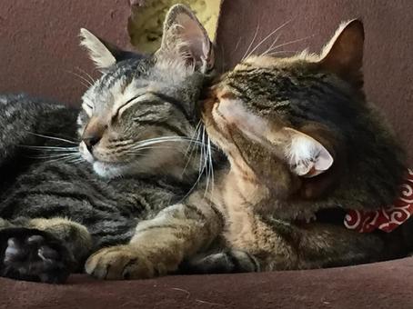 仲良し猫 仲良し猫 キジトラ,猫,仲良しの写真素材