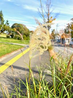 秋の散歩道 すすき,秋の風景,秋晴れの写真素材