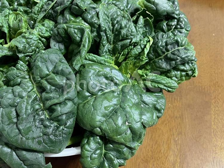 ちじみほうれん草 野菜,ちぢみほうれん草,ほうれんそうの写真素材