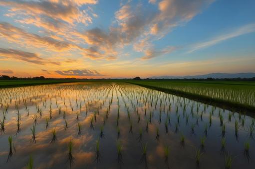 夕焼けの水田風景 夕焼けの水田風景の写真