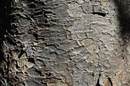 欅の表皮 ケヤキの表皮,欅の表皮,ケヤキの写真素材