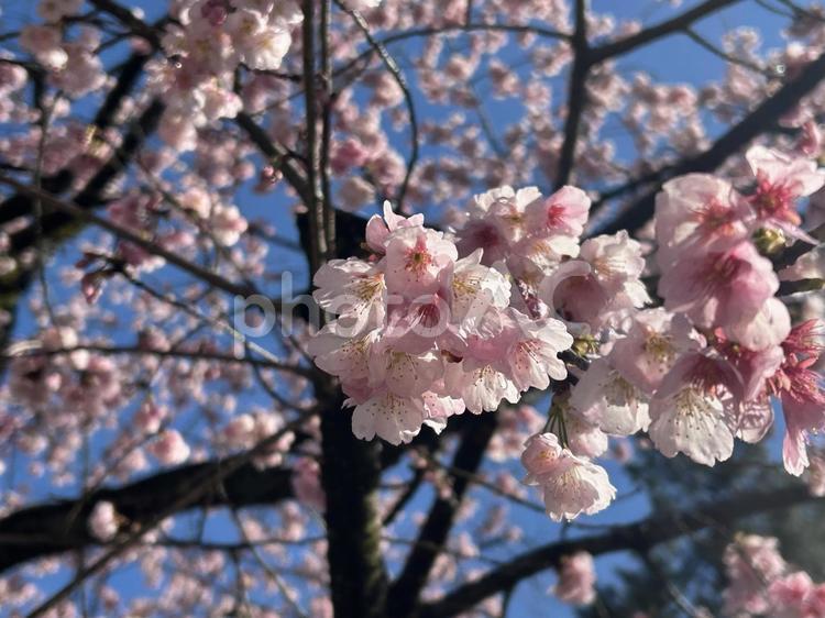 安行桜5 桜,さくら,春の写真素材