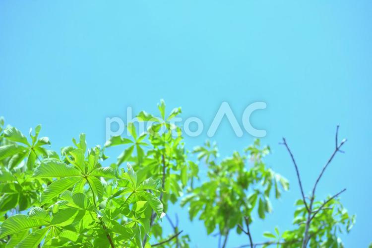 青空と新緑（葉っぱ）の壁紙素材　背景素材 新緑,葉っぱ,壁紙の写真素材