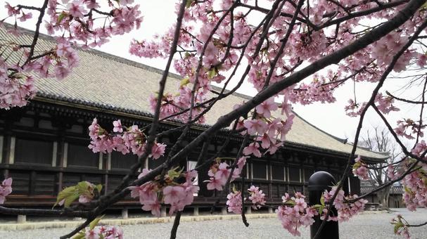 三十三間堂 三十三間堂,桜,京都の写真素材