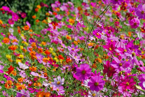 コスモス満開 コスモス満開 コスモス,秋桜,満開の写真素材