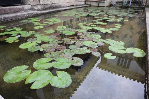 睡蓮 睡蓮 睡蓮,モネ,倉敷の写真素材
