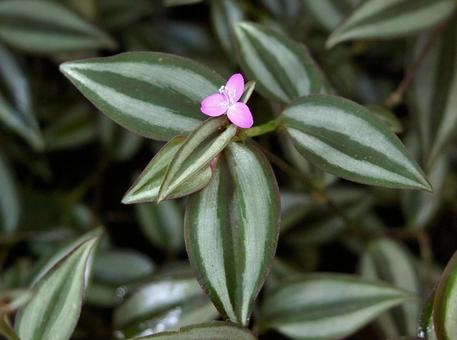 シマムラサキツユクサの写真