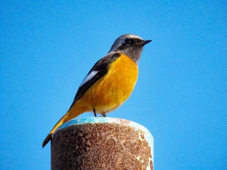 ポールの上に留まるジョウビタキのオス ポールの上に留まるジョウビタキのオス ジョウビタキ,野鳥,動物の写真素材