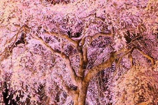 Cherry Blossoms at Night, JPG Cherry Blossoms at Night, JPG