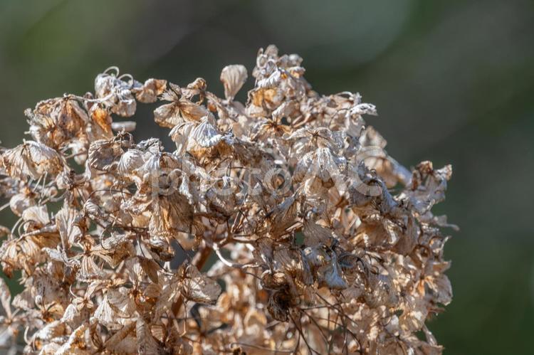 枯れたアジサイの美しさ 紫陽花,花,枯れたの写真素材