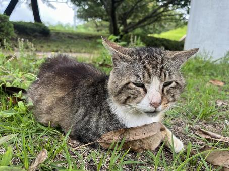 Hello stray cat, JPG