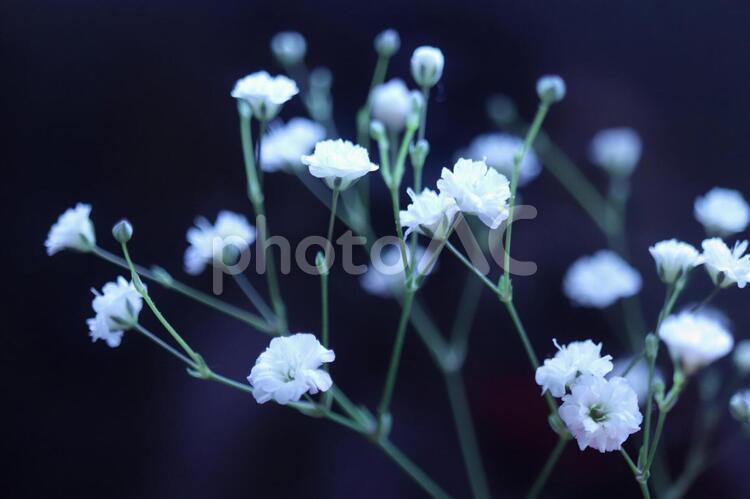 かすみ草（マクロ撮影） かすみ草,かすみ草だけ,マクロ撮影の写真素材