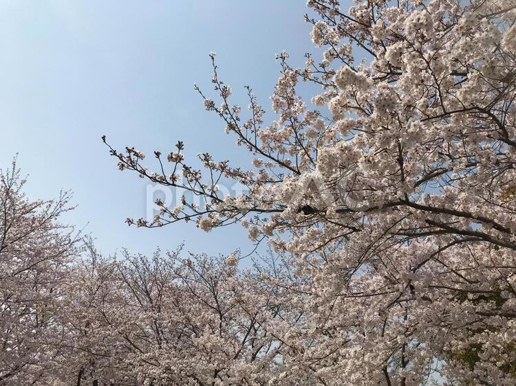 満開の桜と青空 桜,さくら,サクラの写真素材