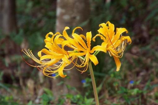 [Photo of cluster amaryllis] Scenery of cluster amaryllis blooming, JPG
