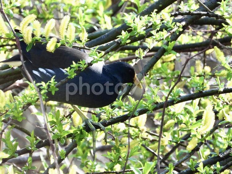 細い枝の上を歩くバン 鳥,野鳥,バンの写真素材