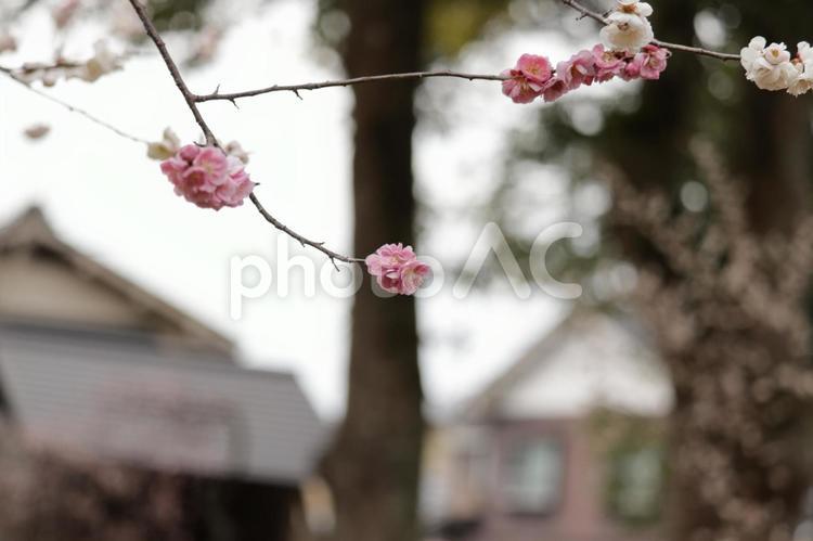 公園の梅の源平咲きのボカシ撮り 梅,梅の花,源平咲きの写真素材