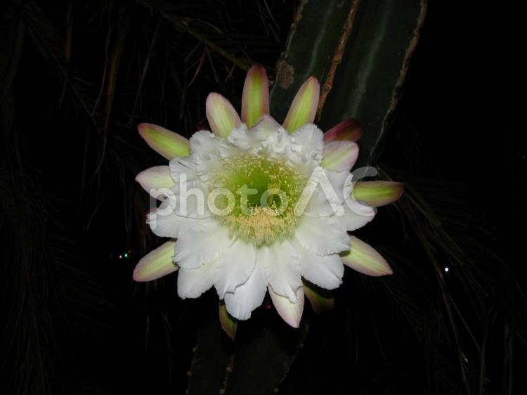 柱サボテン（鬼面角）花と花言葉 柱サボテン,鬼面角,花の写真素材