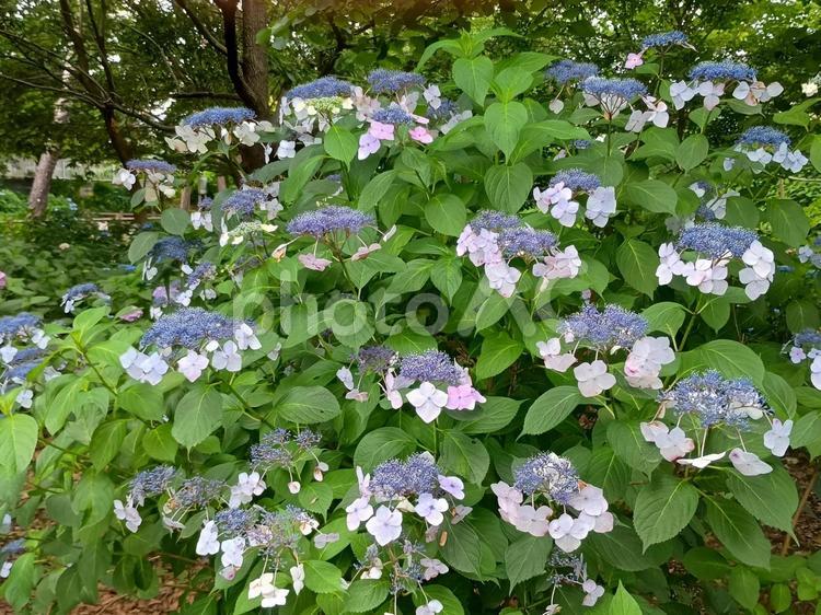 薄紫色のガクアジサイ ガクアジサイ,紫陽花,花の写真素材