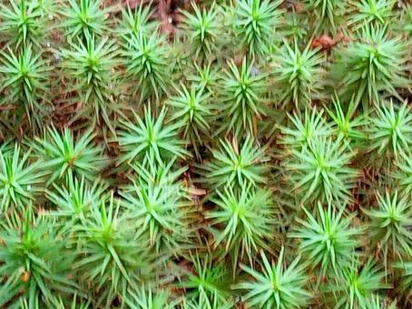 スギゴケ1 スギゴケ1 自然,グリーン,苔の写真素材