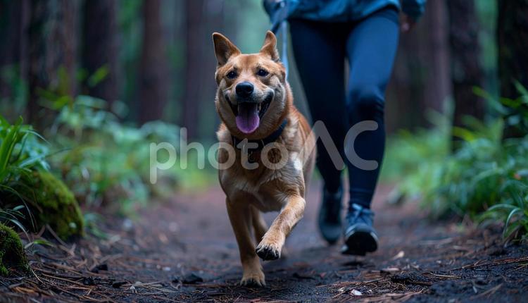 清々しい空気の森を笑顔で走る犬と飼い主 犬,飼い主,走るの写真素材