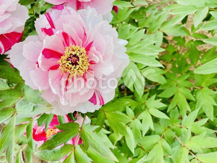 牡丹　島錦　紅白絞り ぼたん,牡丹,大輪の写真素材