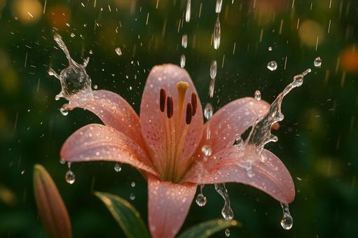 雨粒はじけるユリ 雨粒はじけるユリの写真