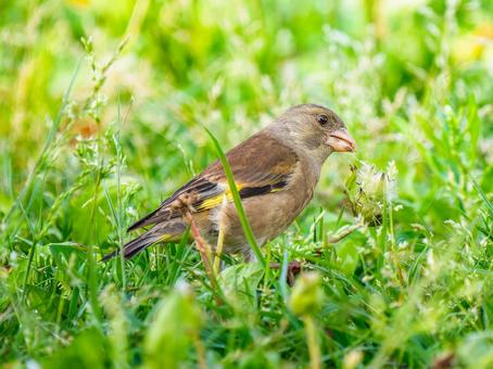 草むらを歩くカワラヒワ 草むらを歩くカワラヒワの写真