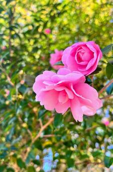 サザンカ 山茶花,花,開花の写真素材