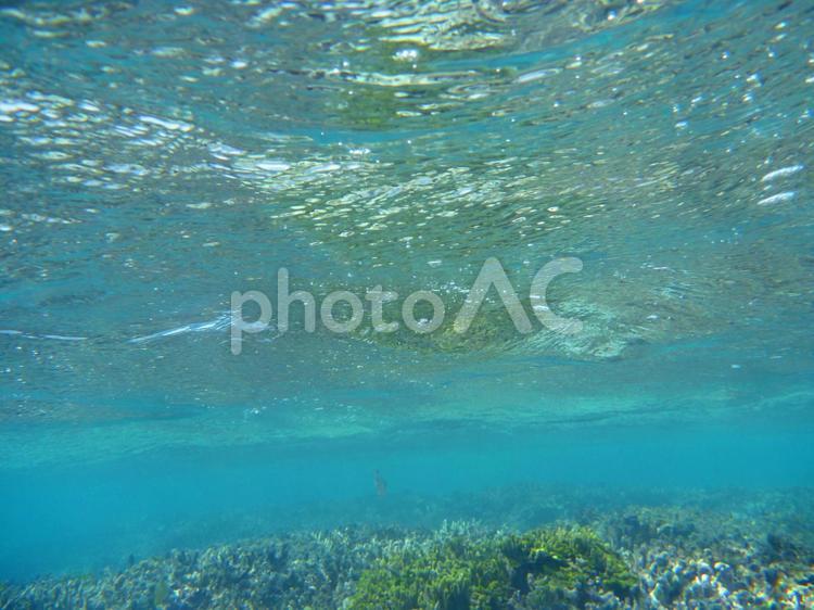 奄美の海　下から見た水面 海,水面,スキューバーダイビングの写真素材