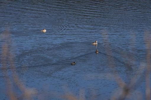 カイツブリ カイツブリ,野鳥,鳥の写真素材