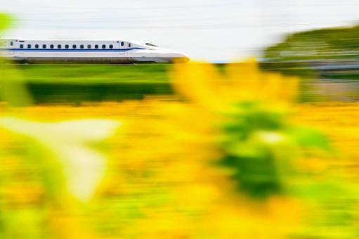 Sunflower fields and a fast-paced Shinkansen train, JPG Sunflower fields and a fast-paced Shinkansen train, JPG