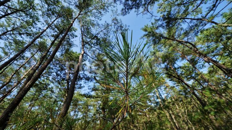 松林 虹の松原,佐賀,唐津の写真素材