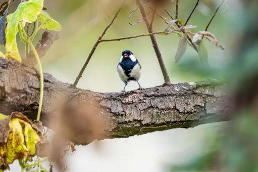 シジュウカラ(63) シジュウカラ(63)の写真