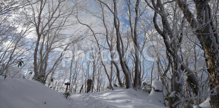 霧氷の木々と青空 冬,雪,雪山の写真素材