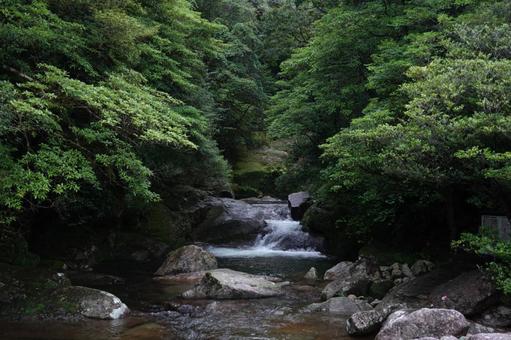 Hình ảnh, yakushima, đồng bằng, một cách tự nhiên, 