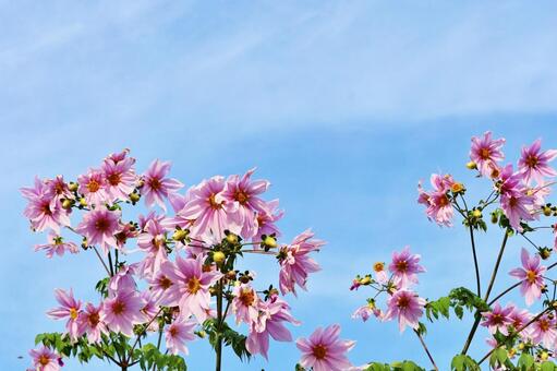 にぎやかに咲く皇帝ダリアと青空 皇帝ダリア,青空,花の写真素材