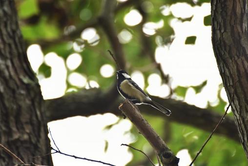 シジュウカラが目の前にいるの写真