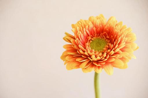 Orange Gerbera, JPG Orange Gerbera, JPG