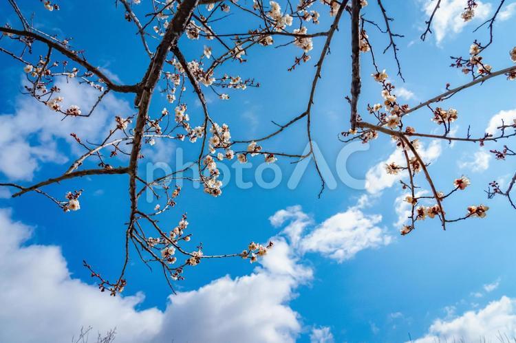 青空に映える梅の花 梅,梅の花,梅林の写真素材