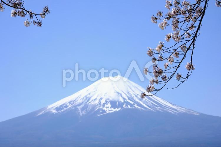 富士山と桜、青空の風景 富士山,桜,ソメイヨシノの写真素材
