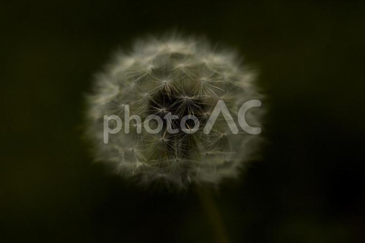 たんぽぽの綿毛　暗め たんぽぽ,わた毛,綿毛の写真素材