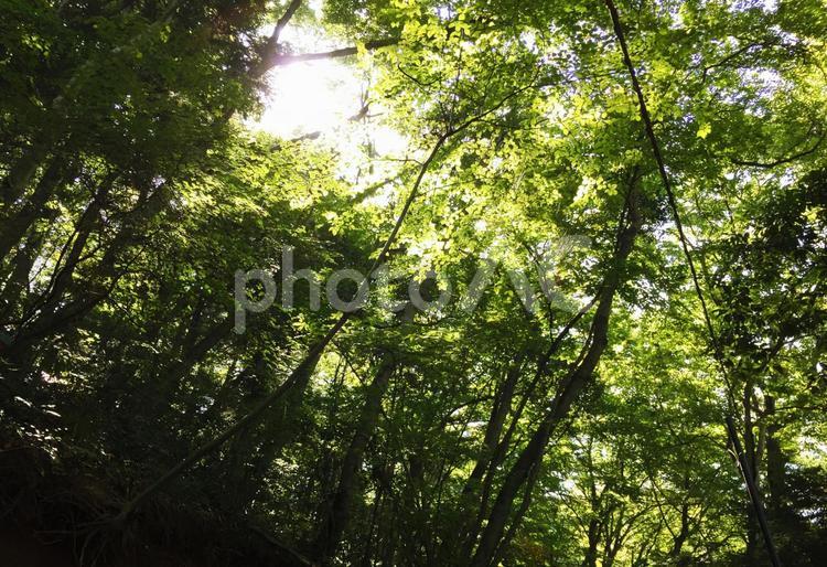 木漏れ日 こもれび,光,太陽の写真素材