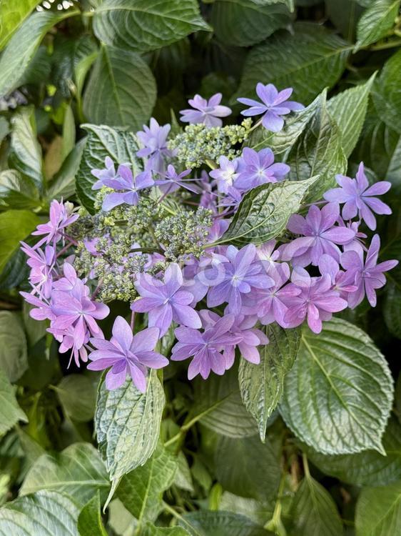 咲ききっていないアジサイ つぼみ,紫,紫陽花の写真素材